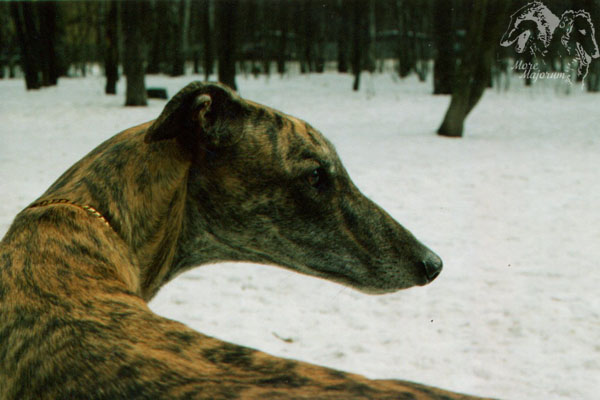 Severny Elf Dalila