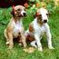 Severny Elf Danaya and Domino
