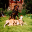 Diamond Hunter, Hepi Hepri Kameja and puppys