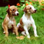 Severny Elf Danaya and Domino
