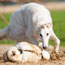 More Majorum Metelitsa